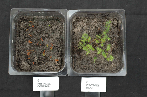 Woollsia_-/+mycorrhiza