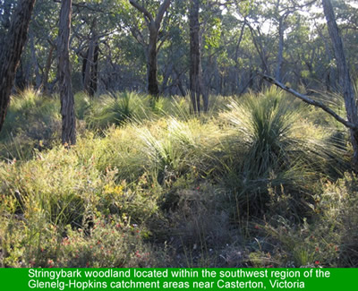 Unburnt bushland