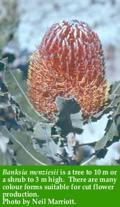 Banksia mangziesii