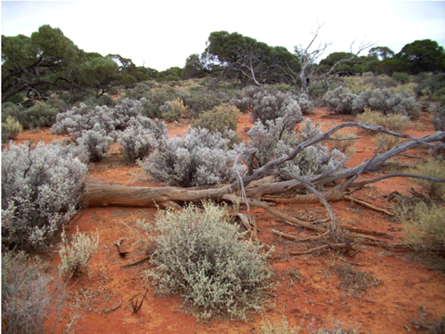 fallen logs