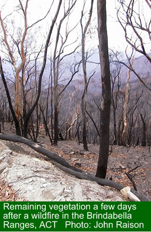 A few days after a wildfire