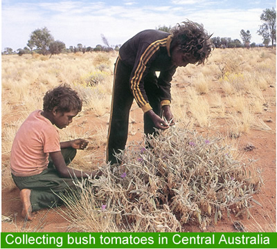 Collecting bush tomatoes