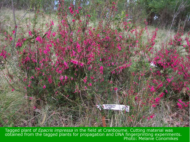 Epacris impressa