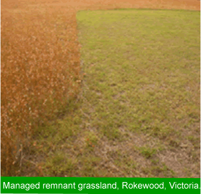 Managed native grasslands
