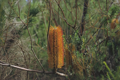 B. ericifolia final image