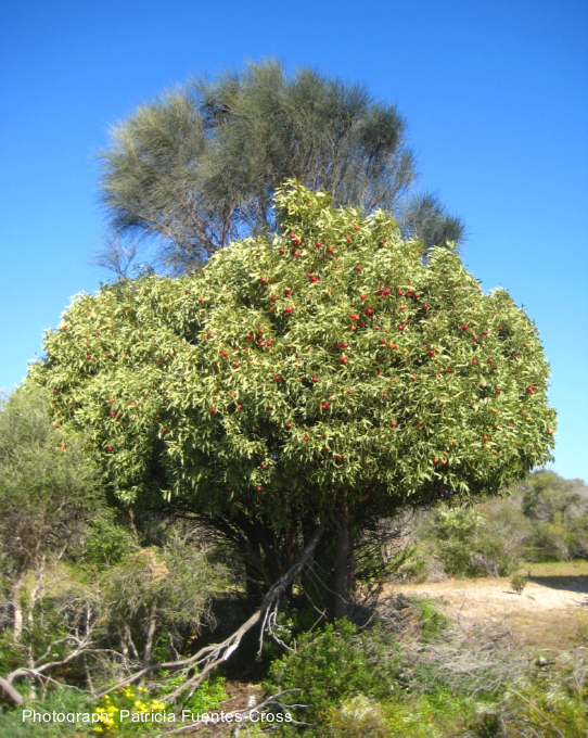 quandong