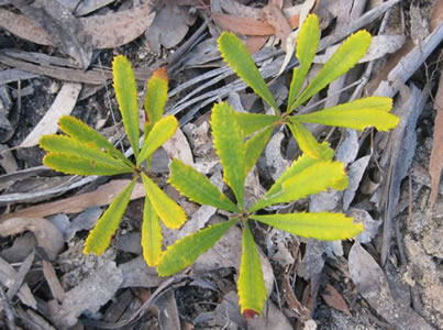 Banksia with Phytophthora