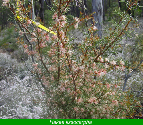 Hakea lissocarpha