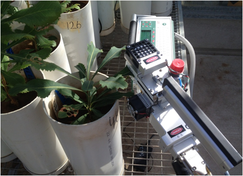 measuring photosynthesis
