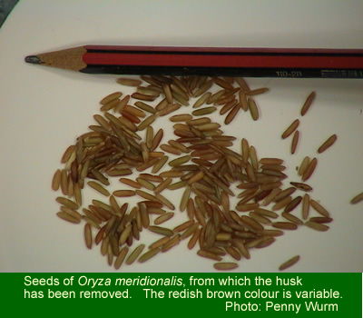 Wild rice seed