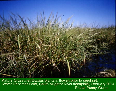 Wild rice in flower