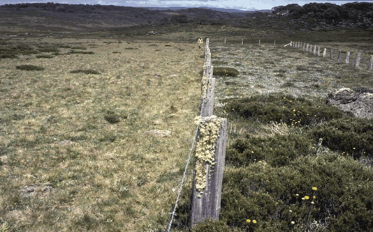 Study site in the Victorian alps