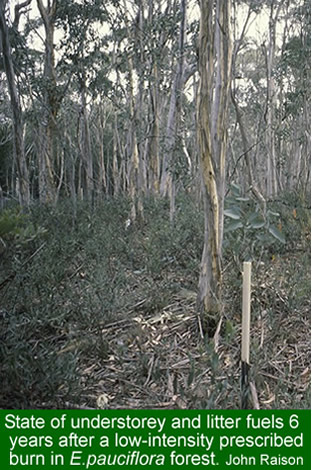 Six years after a prescribed burn