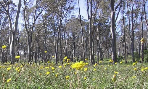 Woohlpooer State Forest