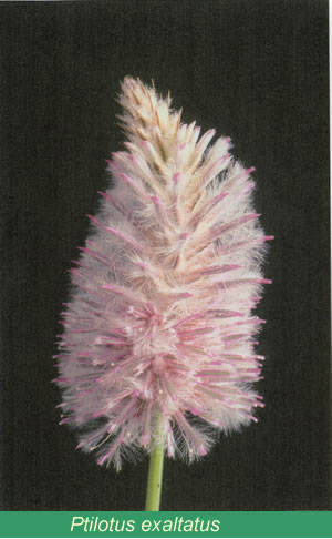 Ptilotus exaltatus