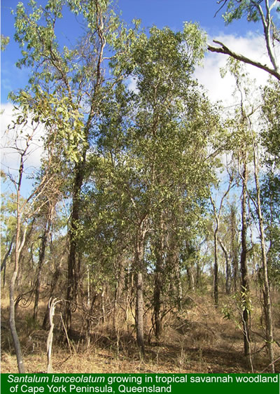 Native sandlewood tree 