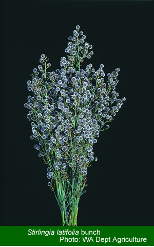 Stirlingia latifolia