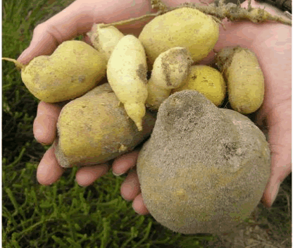 Native potatoes