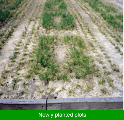 Newly planted plots
