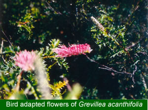 Bird adapted Grevillea acanthifolia